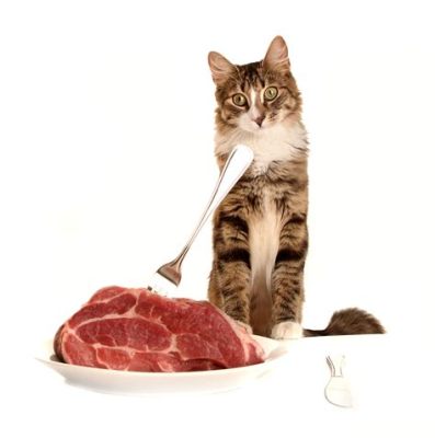 can i feed my cat raw meat: A Comprehensive Discussion on Cat Nutrition and Dietary Choices